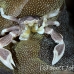 crab_porcelain_khy_lan_h_0071_tha0229.jpg